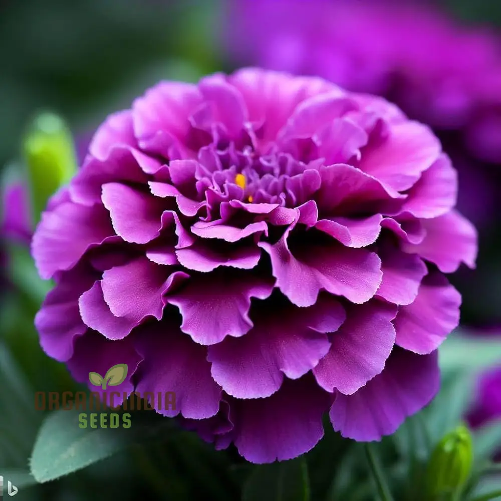 Purple Blue Marigold Glinda Flower Seeds for Planting, Vibrant and Long-Lasting Blooms for Your Garden, Perfect for Flower Beds