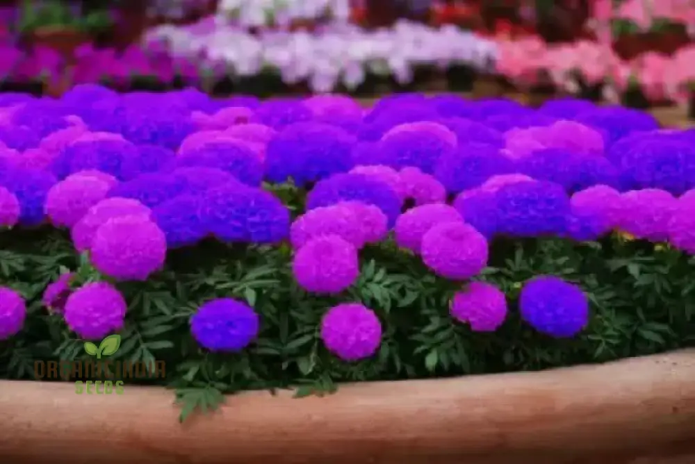 Purple Blue Marigold Glinda Flower Seeds for Planting, Vibrant and Long-Lasting Blooms for Your Garden, Perfect for Flower Beds - Image 4