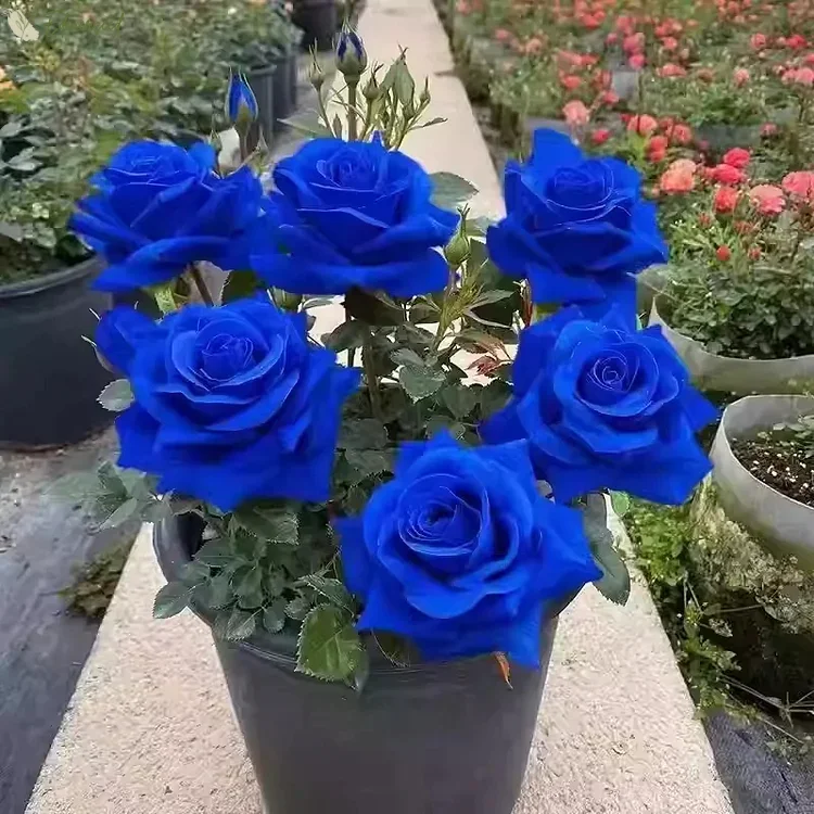Purple Blue Rose Seeds For Planting - Image 2