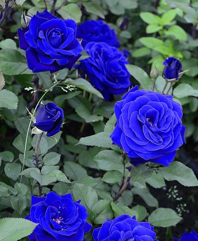 Purple Blue Rose Seeds For Planting - Image 3