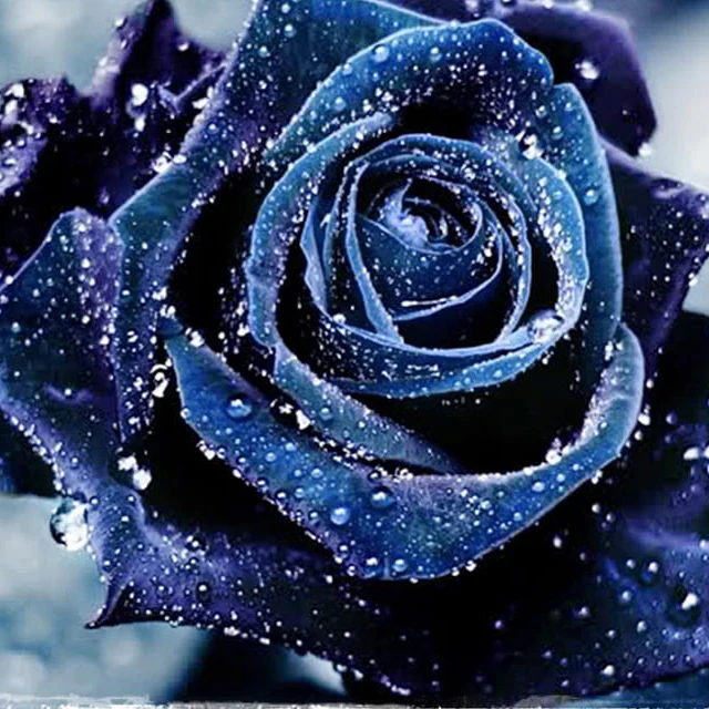 Purple Blue Rose Seeds For Planting - Image 4