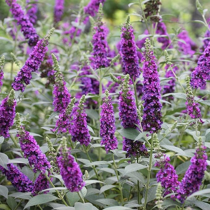 Purple Butterfly Bush Seeds  Buddleia Davidii, Fragrant  Fast Growing, Attracts Butterflies, Drought Tolerant Deciduous Shrub for Garden Bed - Image 3