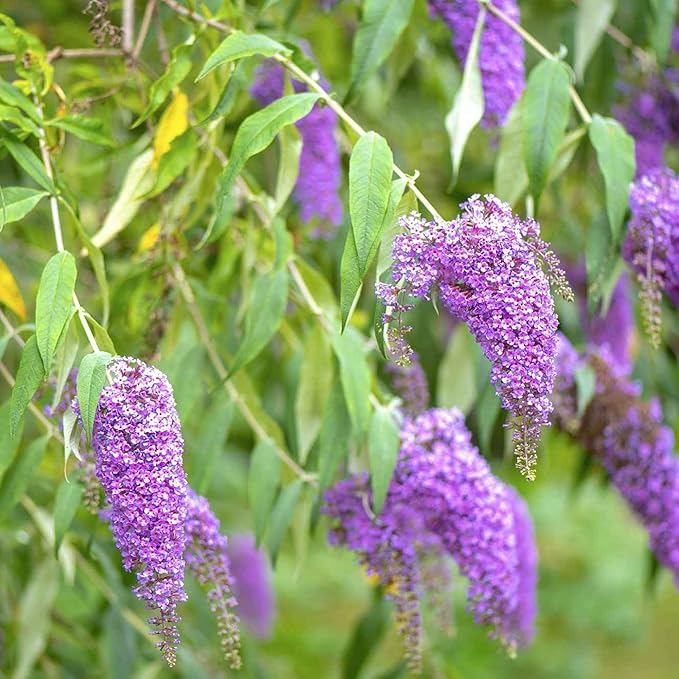 Purple Butterfly Bush Seeds  Buddleia Davidii, Fragrant  Fast Growing, Attracts Butterflies, Drought Tolerant Deciduous Shrub for Garden Bed - Image 5