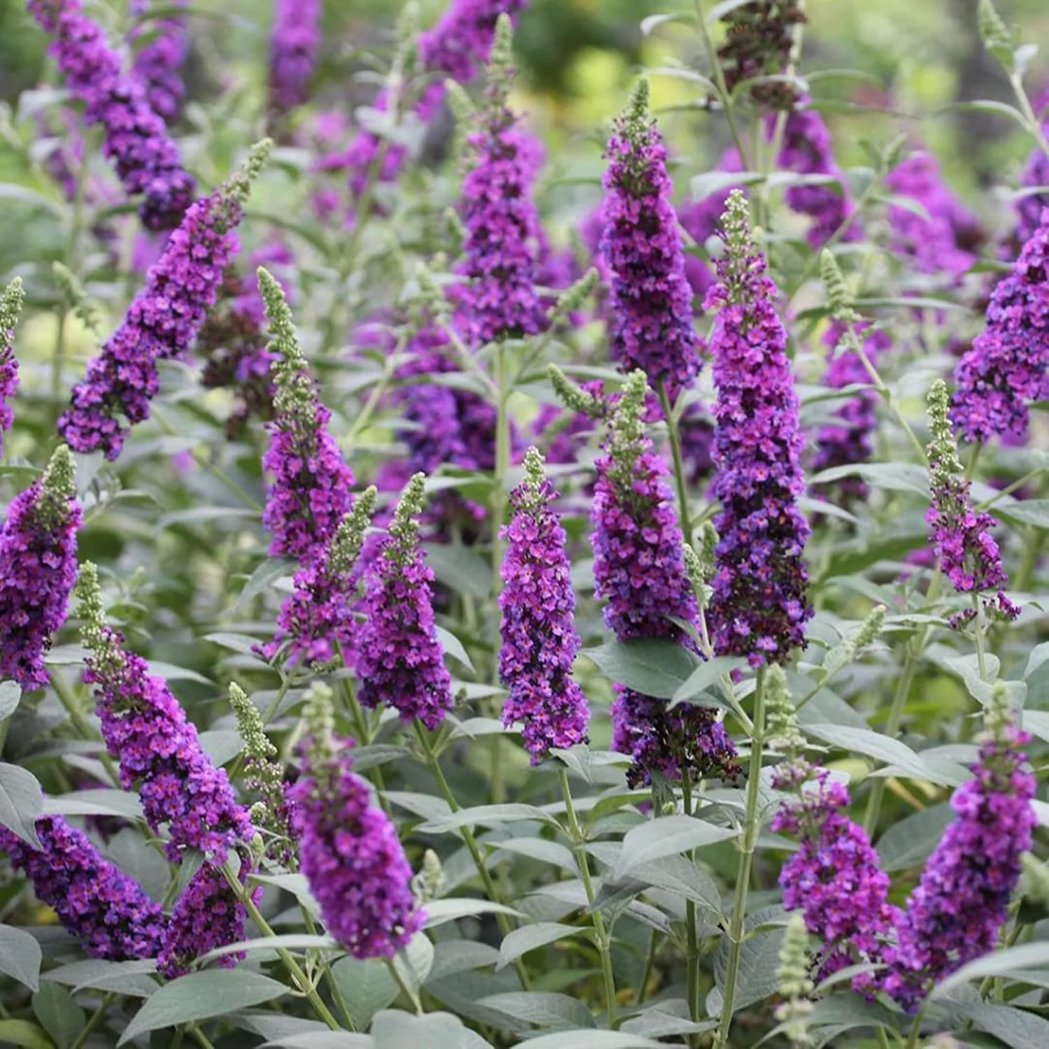 Purple Butterfly Bush Seeds – Buddleia Davidii Fragrant Fast-Growing Shrub
