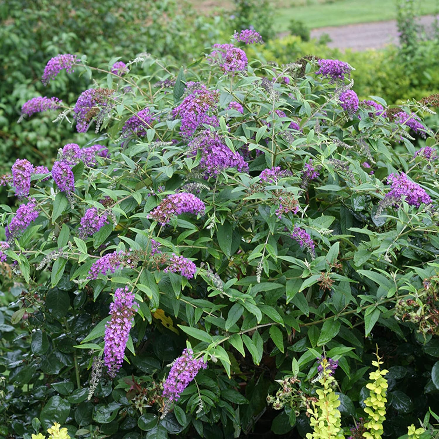 Purple Butterfly Bush Seeds – Buddleia Davidii Fragrant Fast-Growing Shrub - Image 3