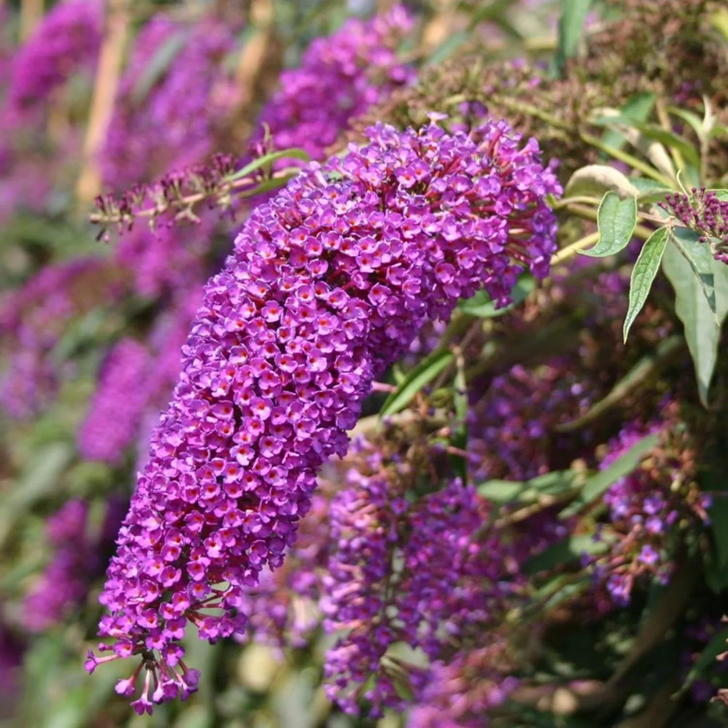 Purple Butterfly Bush Seeds – Buddleia Davidii Fragrant Fast-Growing Shrub - Image 4