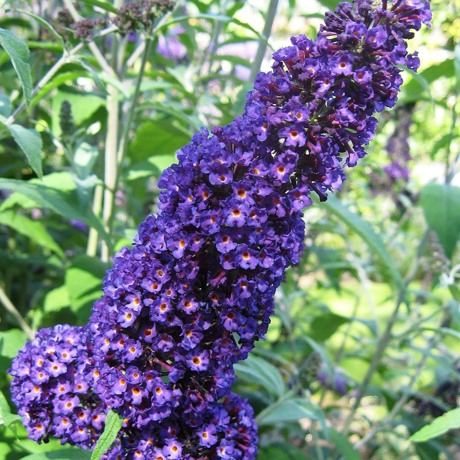 Purple Butterfly Bush Seeds – Buddleia Davidii Fragrant Fast-Growing Shrub - Image 5