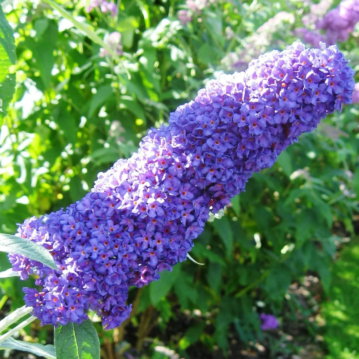 Purple Butterfly Bush Seeds – Buddleia Davidii Fragrant Fast-Growing Shrub - Image 6
