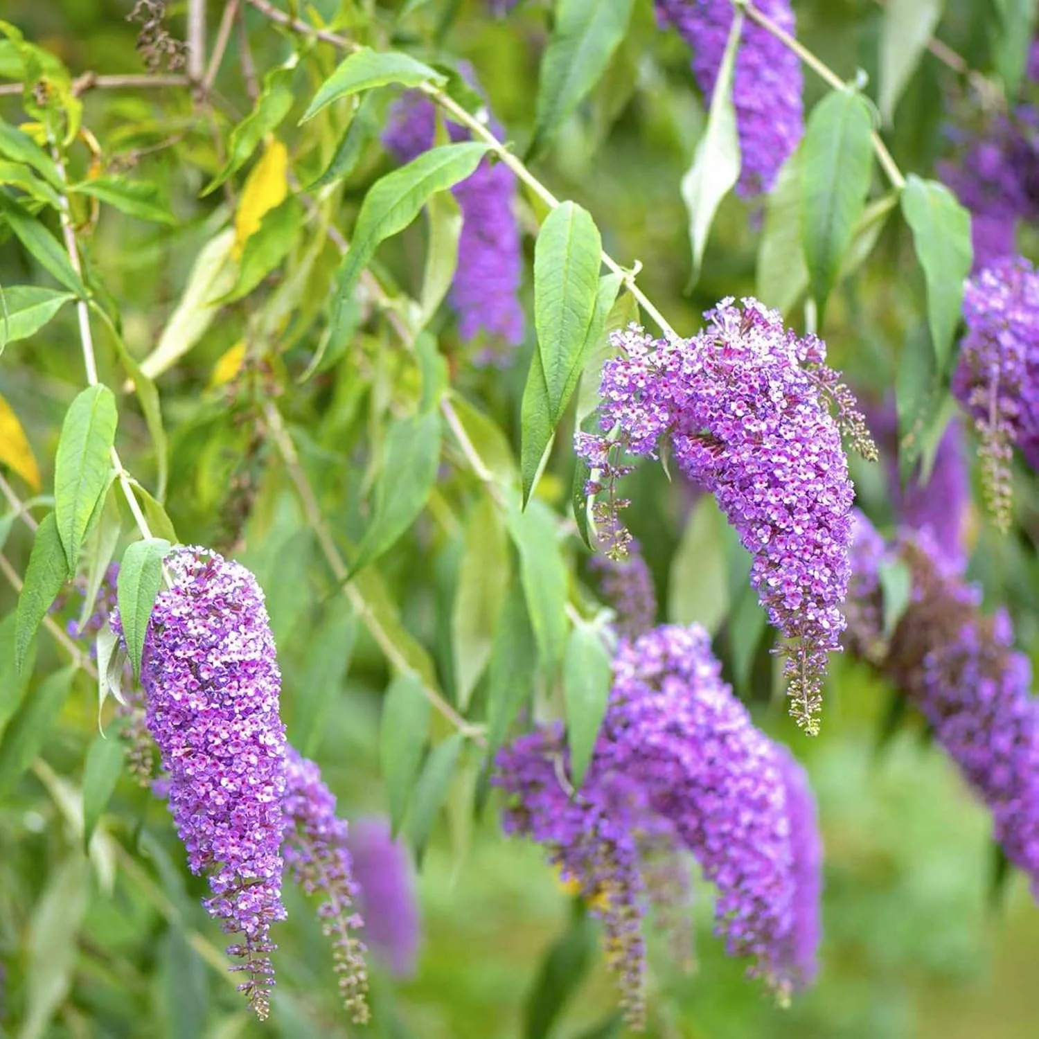 Purple Butterfly Bush Seeds – Buddleia Davidii Fragrant Fast-Growing Shrub - Image 7
