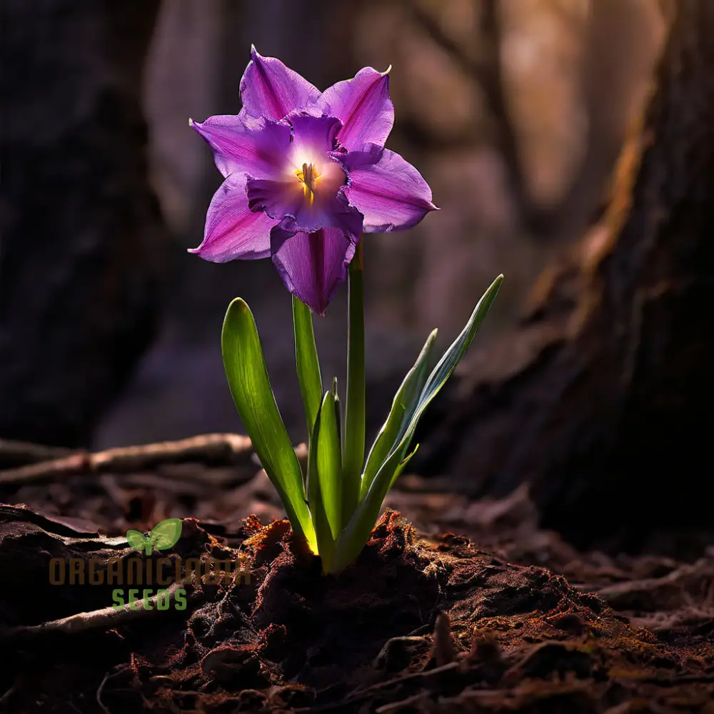 Purple Daffodil Seeds, Premium Narcissus Daffodil Bulbs for Planting and Gardening - Cultivate Exquisite Blooms in Your Garden