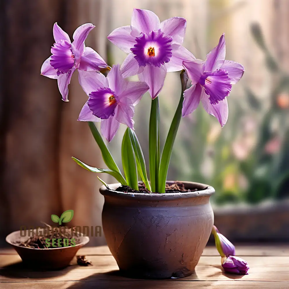 Purple Daffodil Seeds, Premium Narcissus Daffodil Bulbs for Planting and Gardening - Cultivate Exquisite Blooms in Your Garden - Image 3