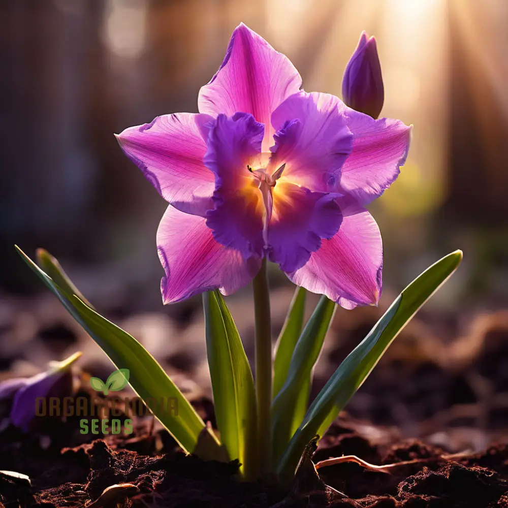 Purple Daffodil Seeds, Premium Narcissus Daffodil Bulbs for Planting and Gardening - Cultivate Exquisite Blooms in Your Garden - Image 4