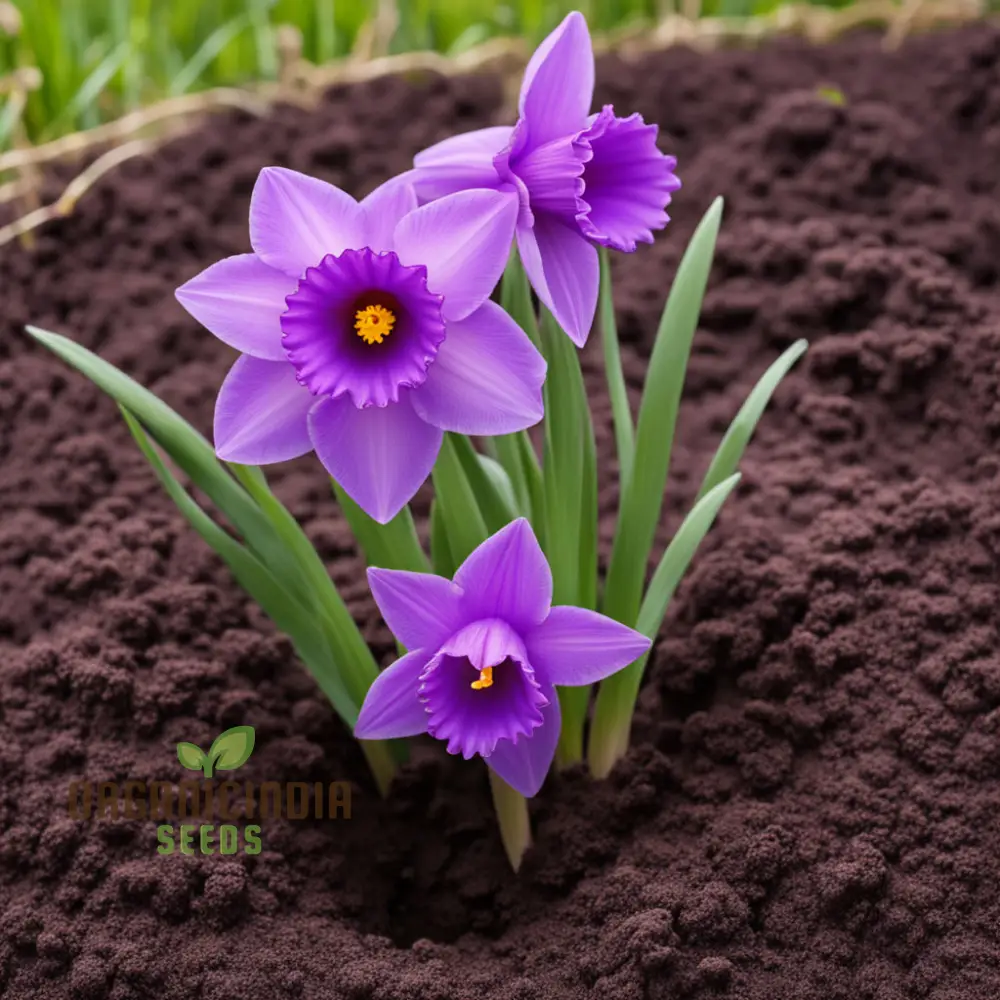 Purple Daffodil Flower Seeds, Rare Beauty: Purple Daffodil Flower Seeds - Grow Unique Spring Blooms