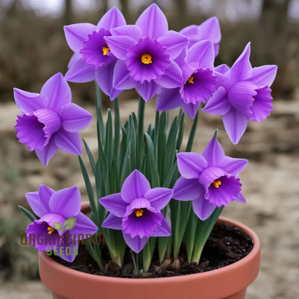 Purple Daffodil Flower Seeds, Rare Beauty: Purple Daffodil Flower Seeds - Grow Unique Spring Blooms - Image 3