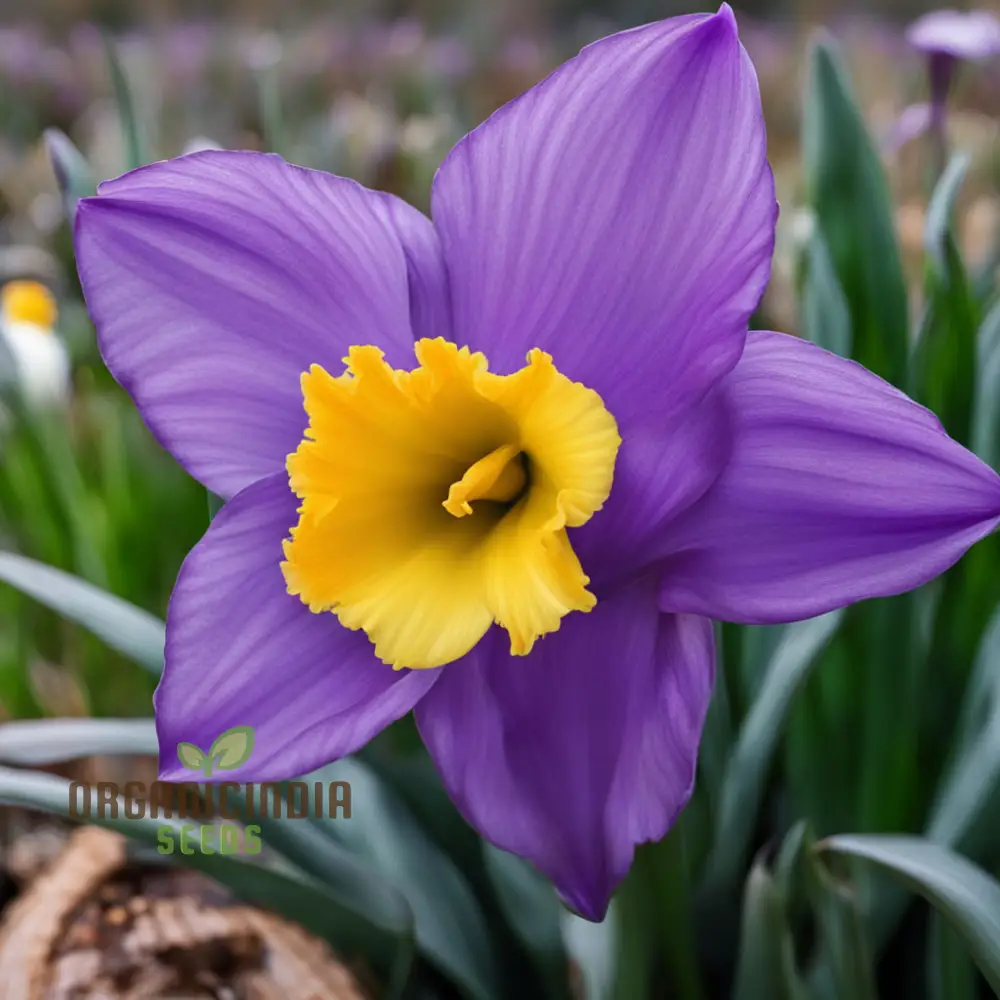 Purple Daffodil Flower Seeds, Rare Beauty: Purple Daffodil Flower Seeds - Grow Unique Spring Blooms - Image 4