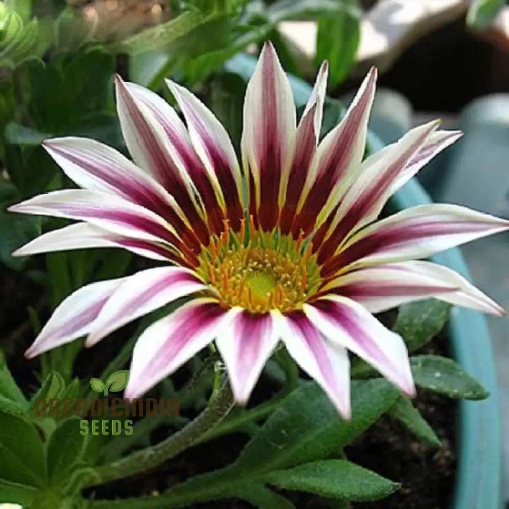 Purple Daisy Flower Seeds, Vibrant Blooms, Easy to Grow, Adds Color to Your Garden