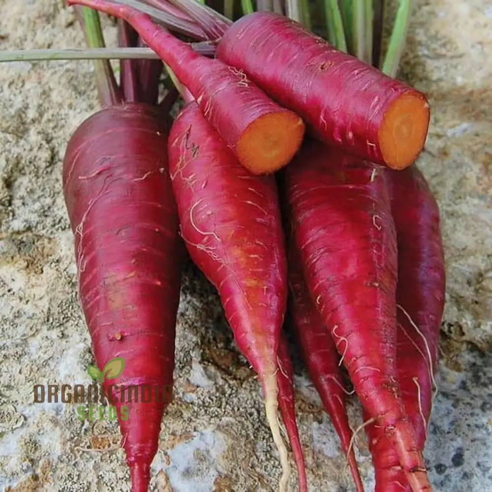 Purple Dragon Carrot Seeds for Planting and Gardening - Organic Seed Variety - Image 3