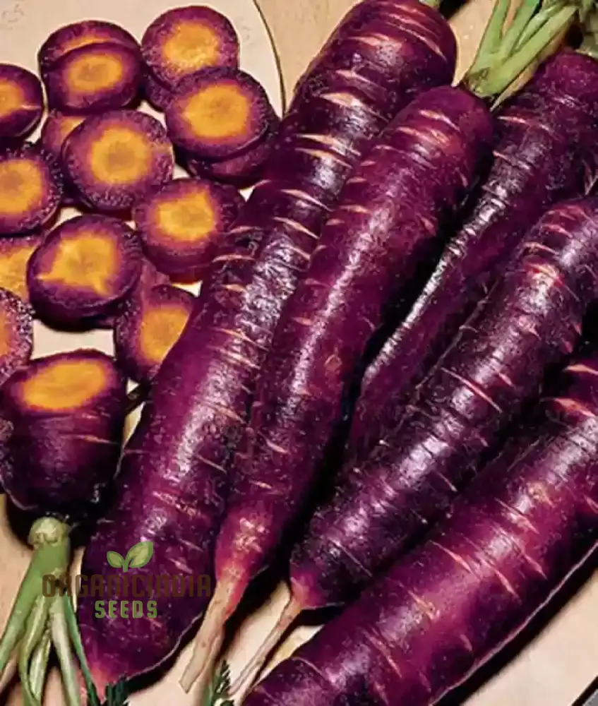 Purple Dragon Carrot Seeds for Planting and Gardening - Organic Seed Variety - Image 4