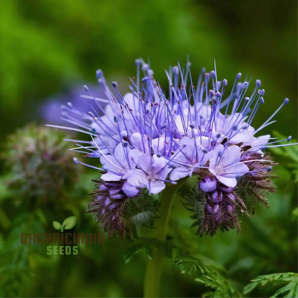 Fiddleneck Seeds (Purple Fiddleneck Tansy Seeds) - Premium Quality Gardening Seeds