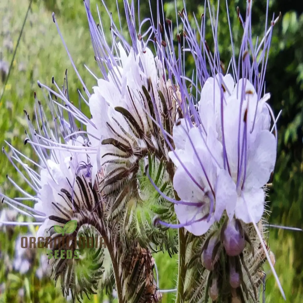 Fiddleneck Seeds (Purple Fiddleneck Tansy Seeds) - Premium Quality Gardening Seeds - Image 3