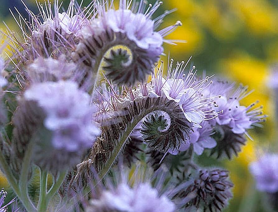 Fiddleneck Seeds (Purple Fiddleneck Tansy Seeds) - Premium Quality Gardening Seeds - Image 5