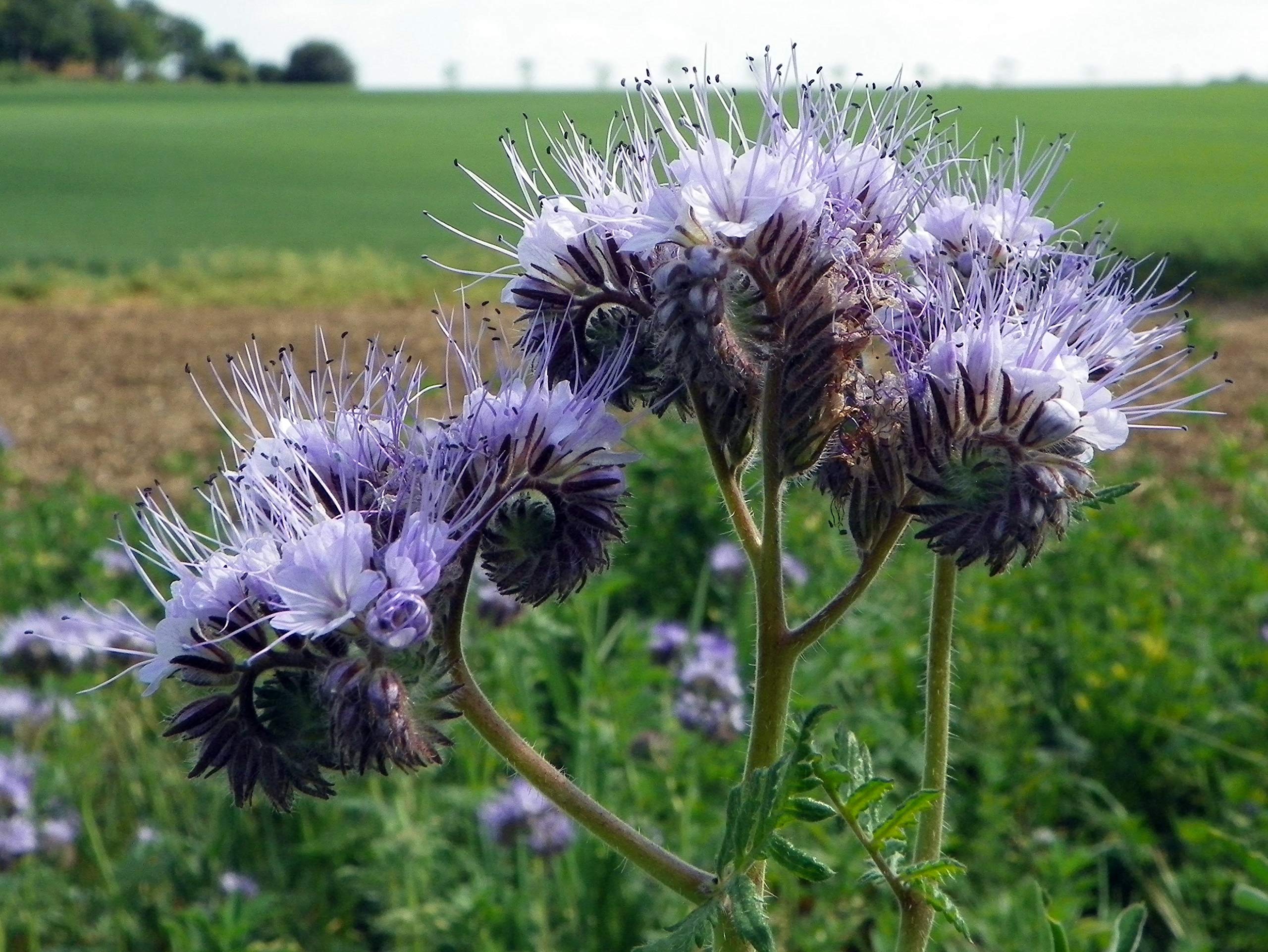 Fiddleneck Seeds (Purple Fiddleneck Tansy Seeds) - Premium Quality Gardening Seeds - Image 6
