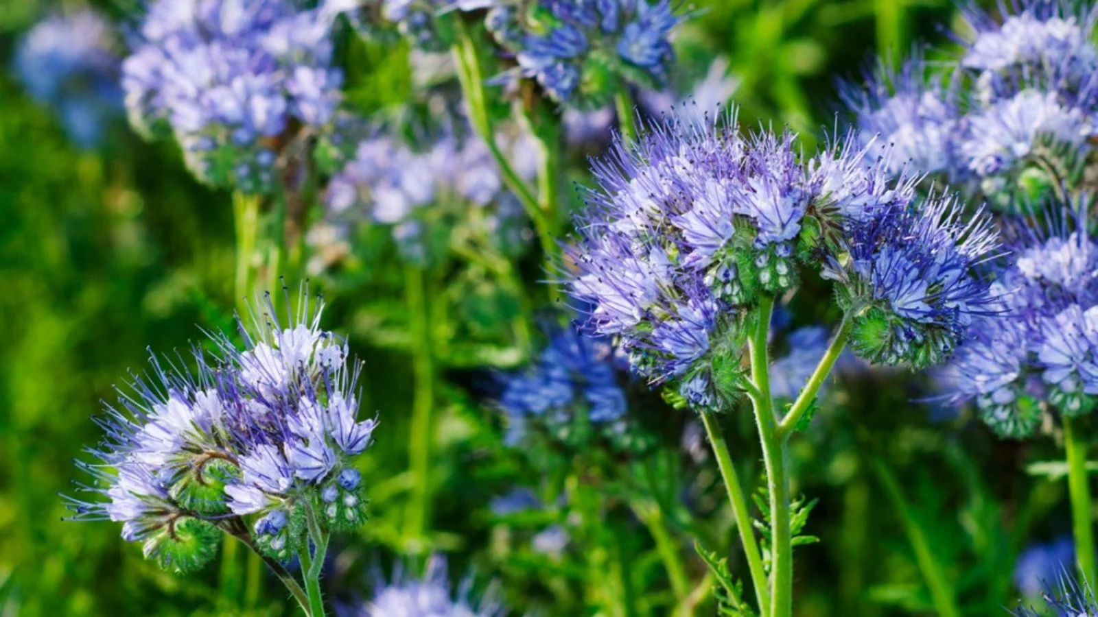 Fiddleneck Seeds (Purple Fiddleneck Tansy Seeds) - Premium Quality Gardening Seeds - Image 7