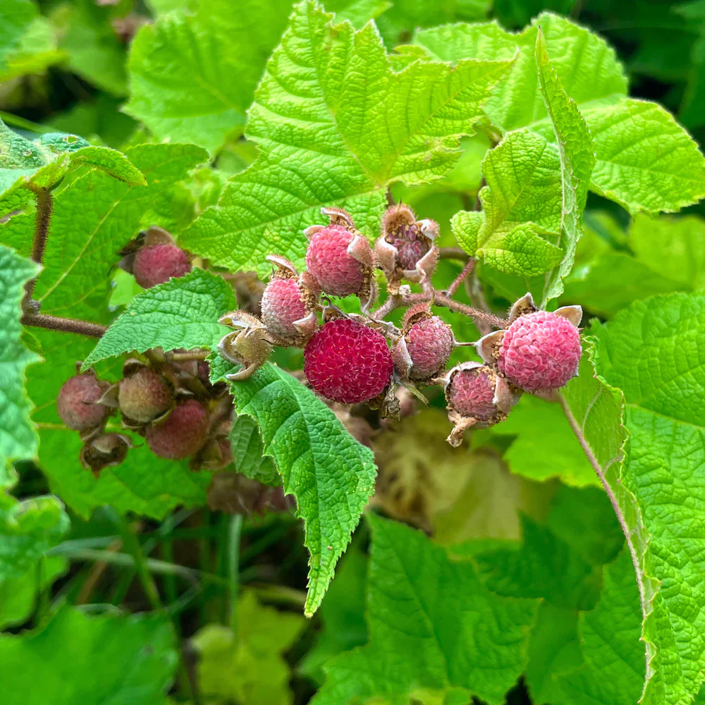 Purple Flowering Raspberry Fruit Seeds
