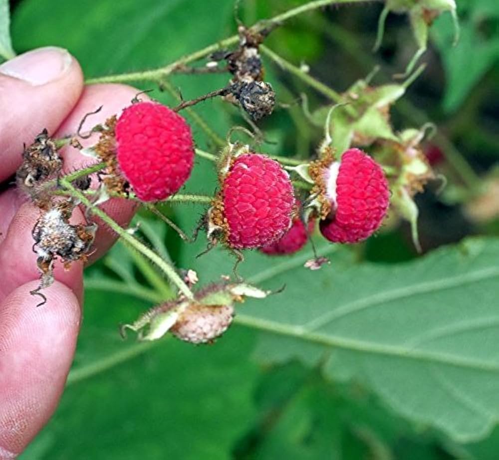 Purple Flowering Raspberry Fruit Seeds - Image 3