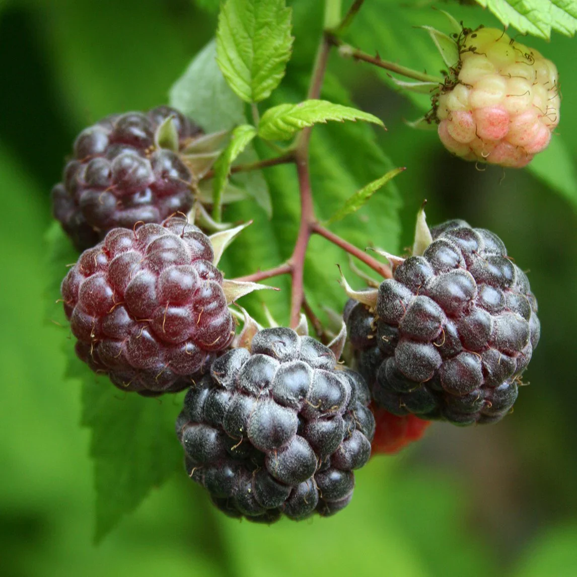 Purple Flowering Raspberry Fruit Seeds - Image 5
