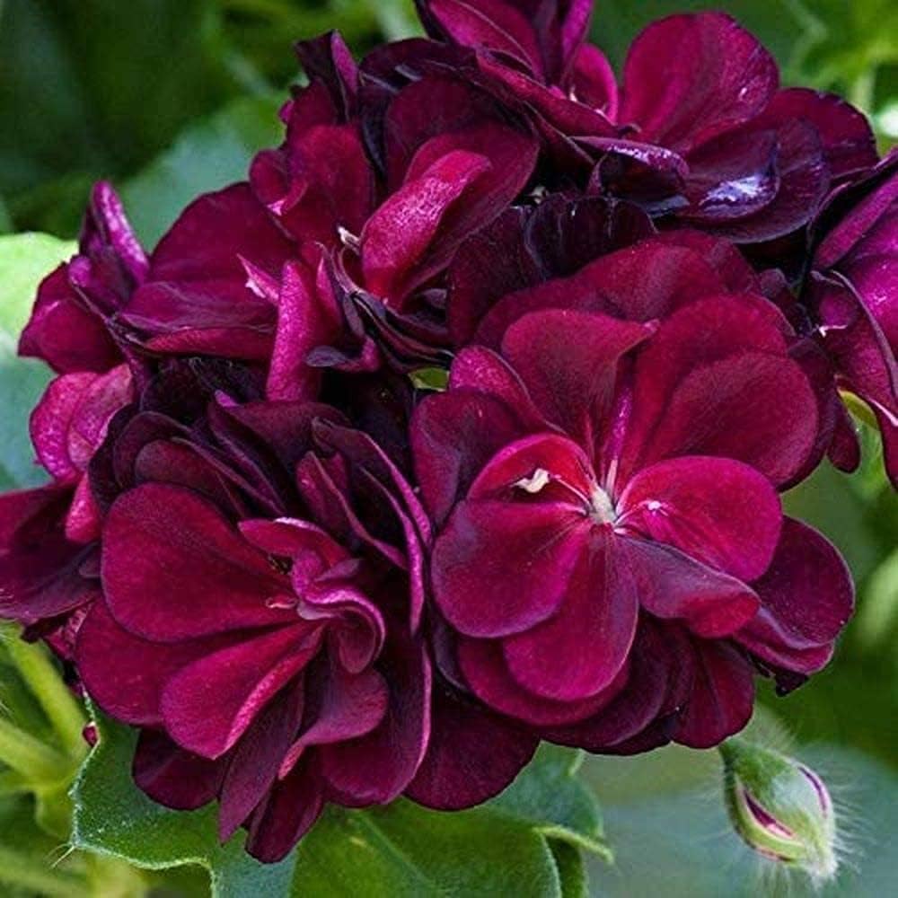 Purple Geranium Flower Seeds,Unique Vibrant Blooms, Easy to Grow, Non-GMO