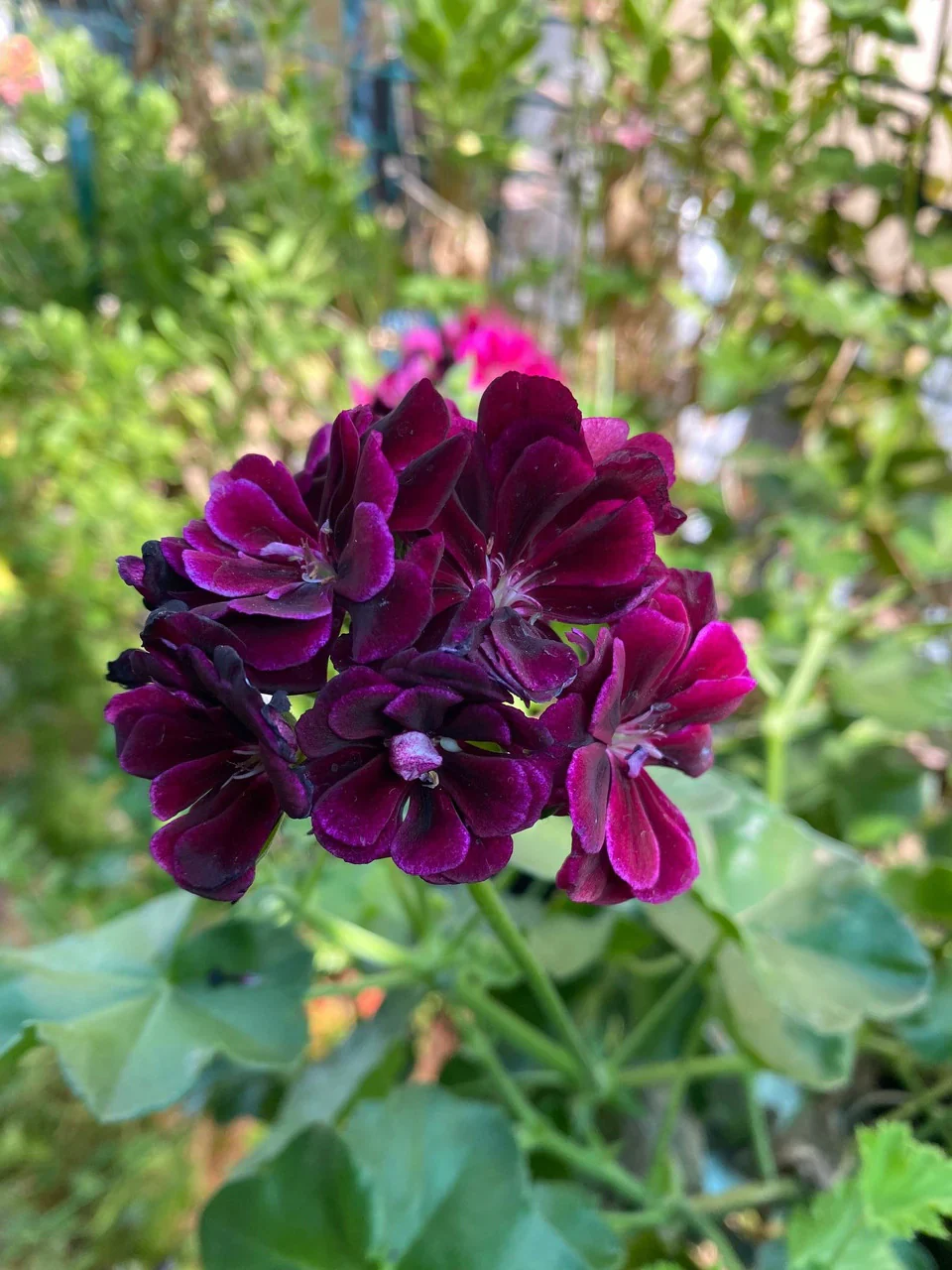 Purple Geranium Flower Seeds,Unique Vibrant Blooms, Easy to Grow, Non-GMO - Image 3