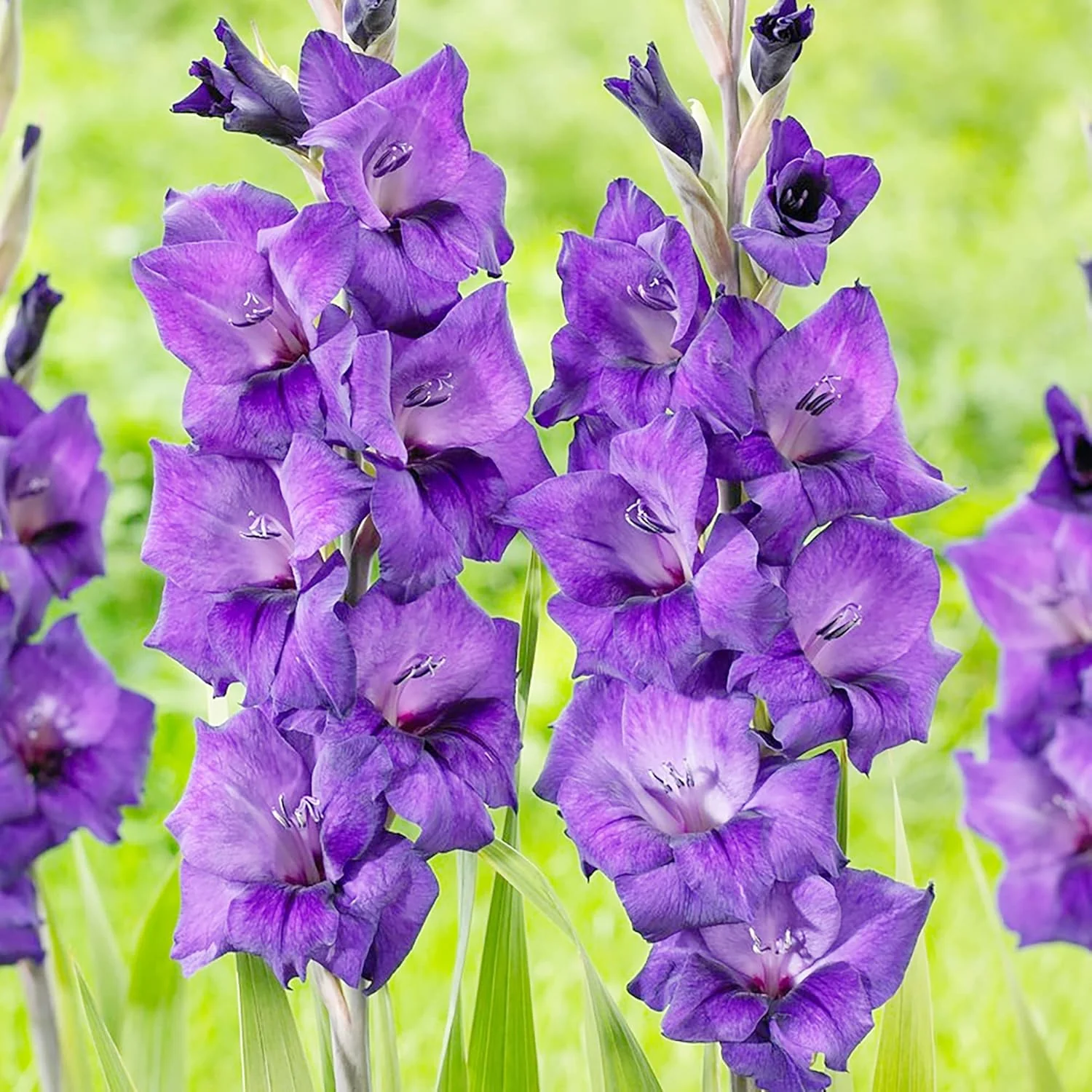 Purple Gladiolus Seeds – Low Maintenance Cut Flower for Garden Borders - Image 3