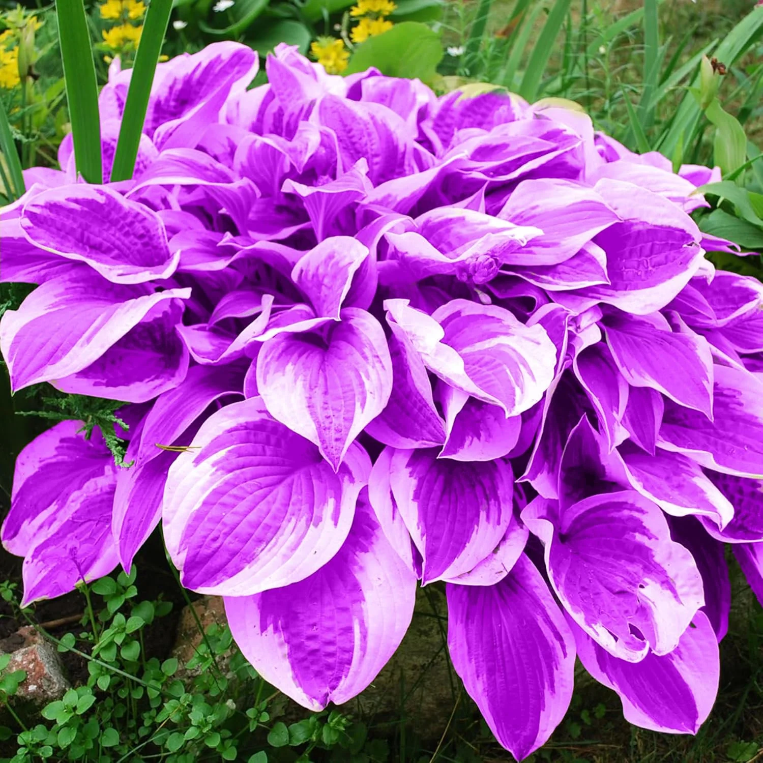Purple Hosta Seeds, Perennial Hosta Plants for Outdoor Gardens, Low Maintenance And Easy to Grow - Image 3