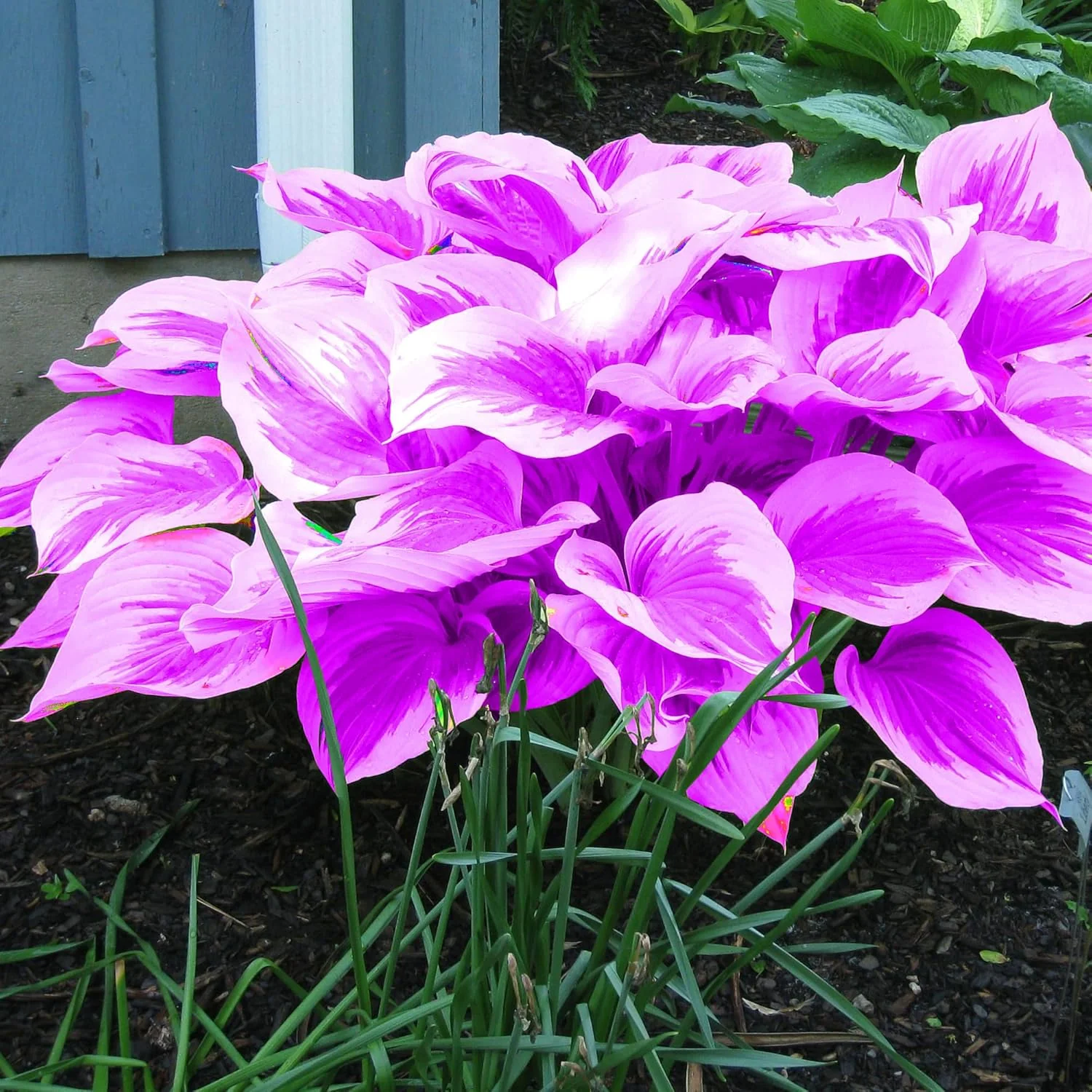 Purple Hosta Seeds, Perennial Hosta Plants for Outdoor Gardens, Low Maintenance And Easy to Grow - Image 4