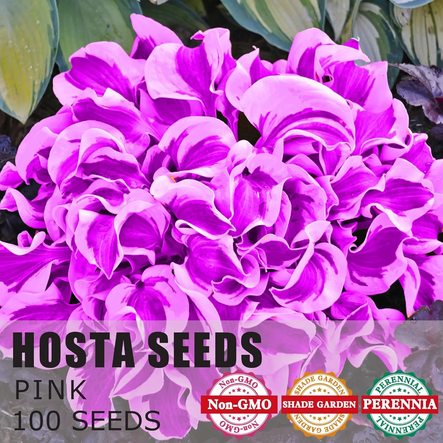 Purple Hosta Seeds, Perennial Hosta Plants for Outdoor Gardens, Low Maintenance And Easy to Grow - Image 5