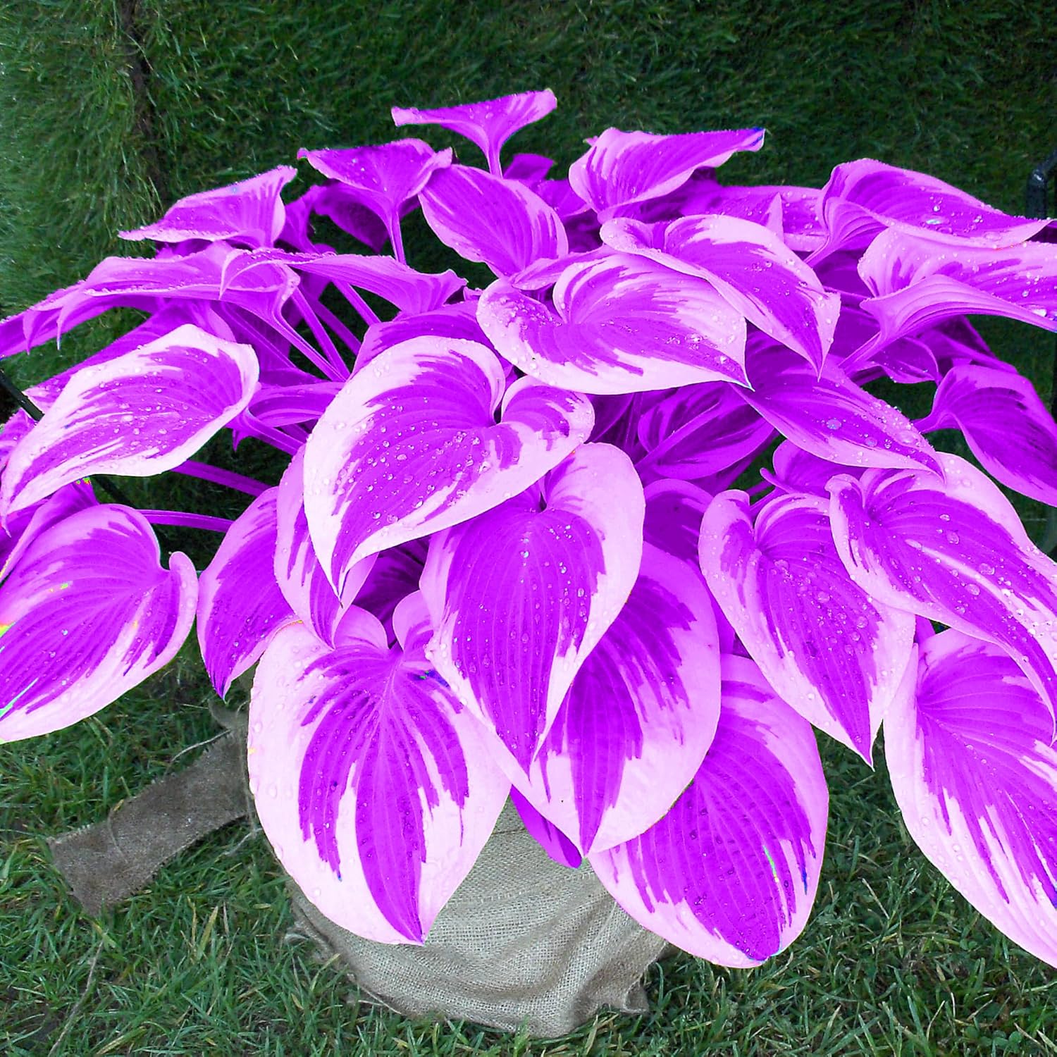 Purple Hosta Seeds, Perennial Hosta Plants for Outdoor Gardens, Low Maintenance And Easy to Grow - Image 6