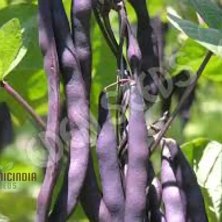 Purple King Seeds for Planting - High Quality Organic Seed Varieties - Image 3