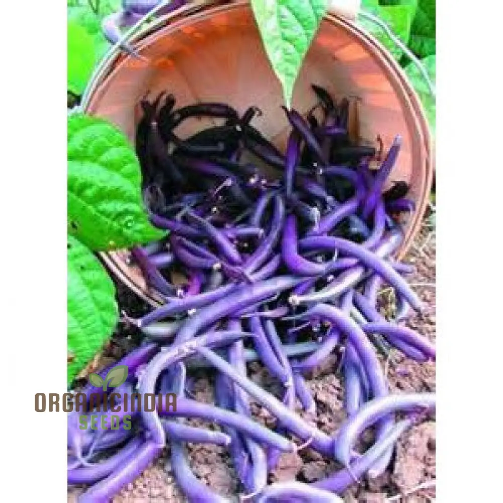 Purple King Seeds for Planting - High Quality Organic Seed Varieties - Image 4