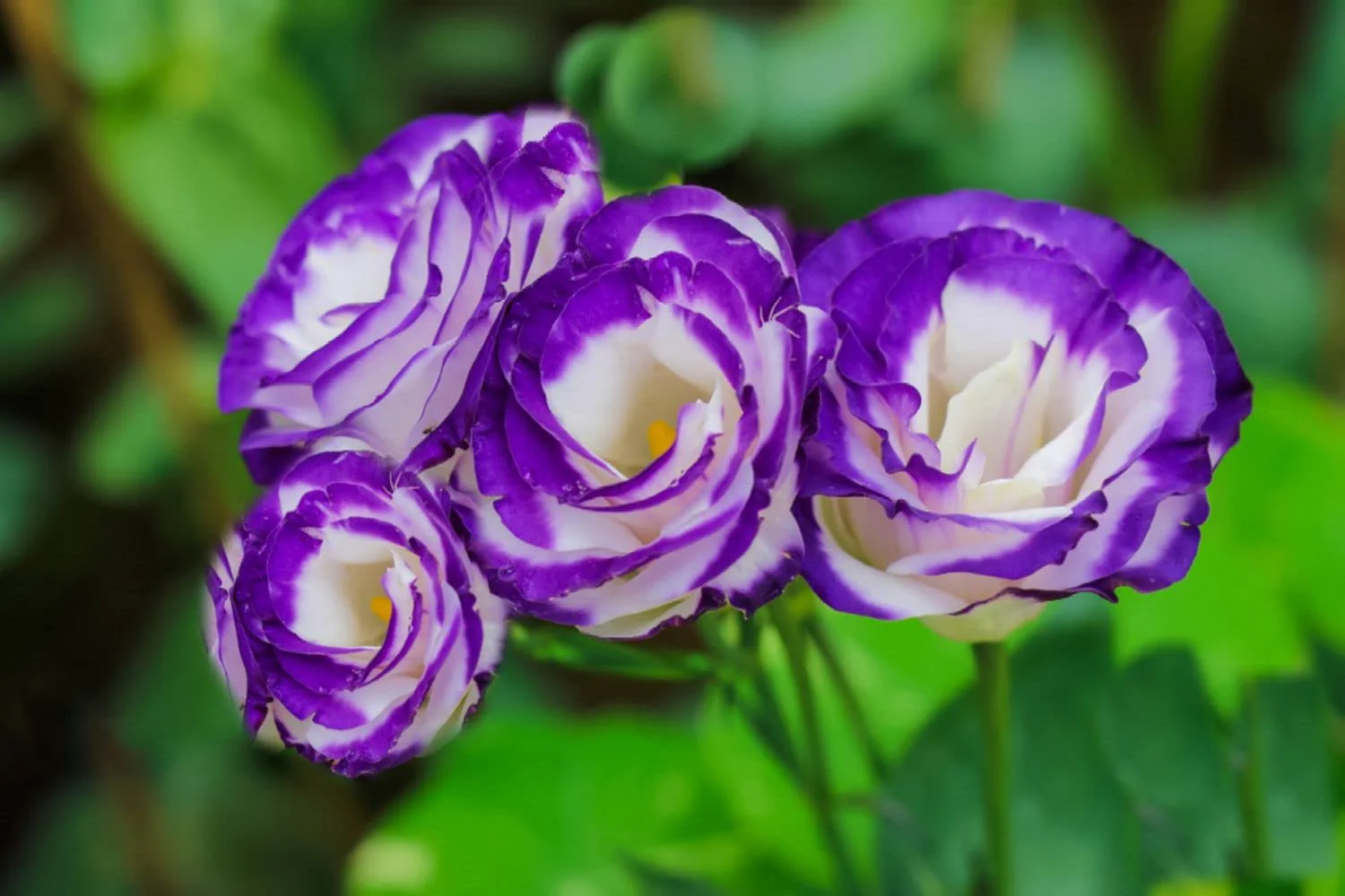 Purple Lisianthus Flower Seeds, Infuse Your Space with Vibrant Hues of Elegance and Sophistication