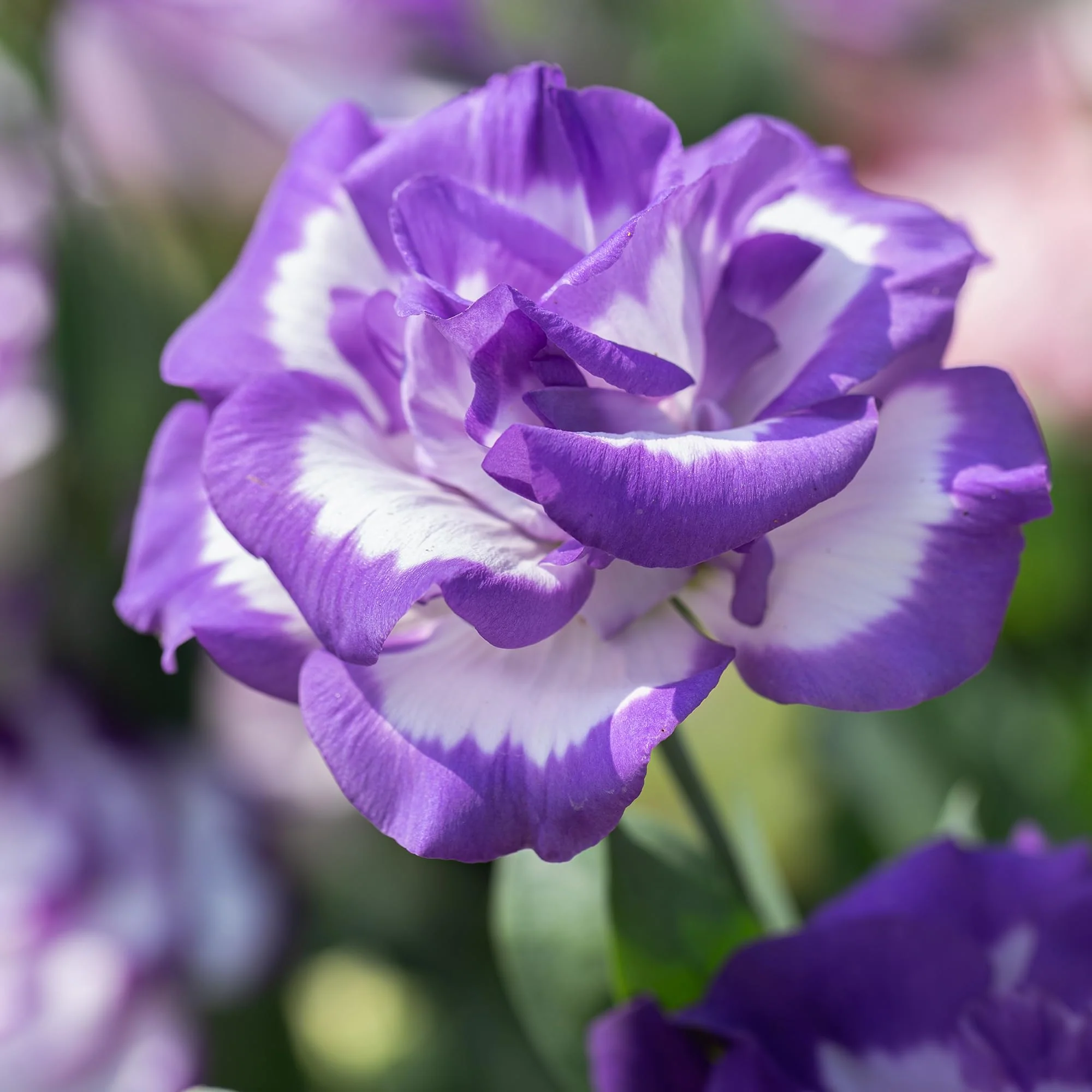 Purple Lisianthus Flower Seeds, Infuse Your Space with Vibrant Hues of Elegance and Sophistication - Image 3