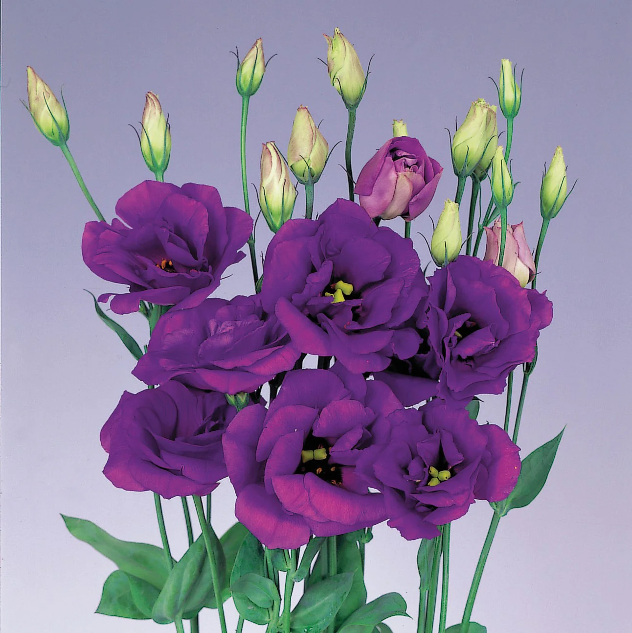 Purple Lisianthus Flower Seeds, Infuse Your Space with Vibrant Hues of Elegance and Sophistication - Image 4