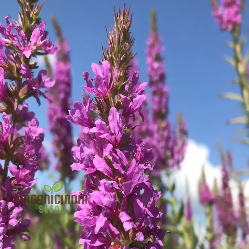 Purple Loosestrife Flower Seeds - Graceful Blooms for Charming Wetland Gardens
