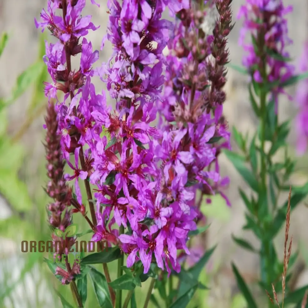 Purple Loosestrife Flower Seeds - Graceful Blooms for Charming Wetland Gardens - Image 3