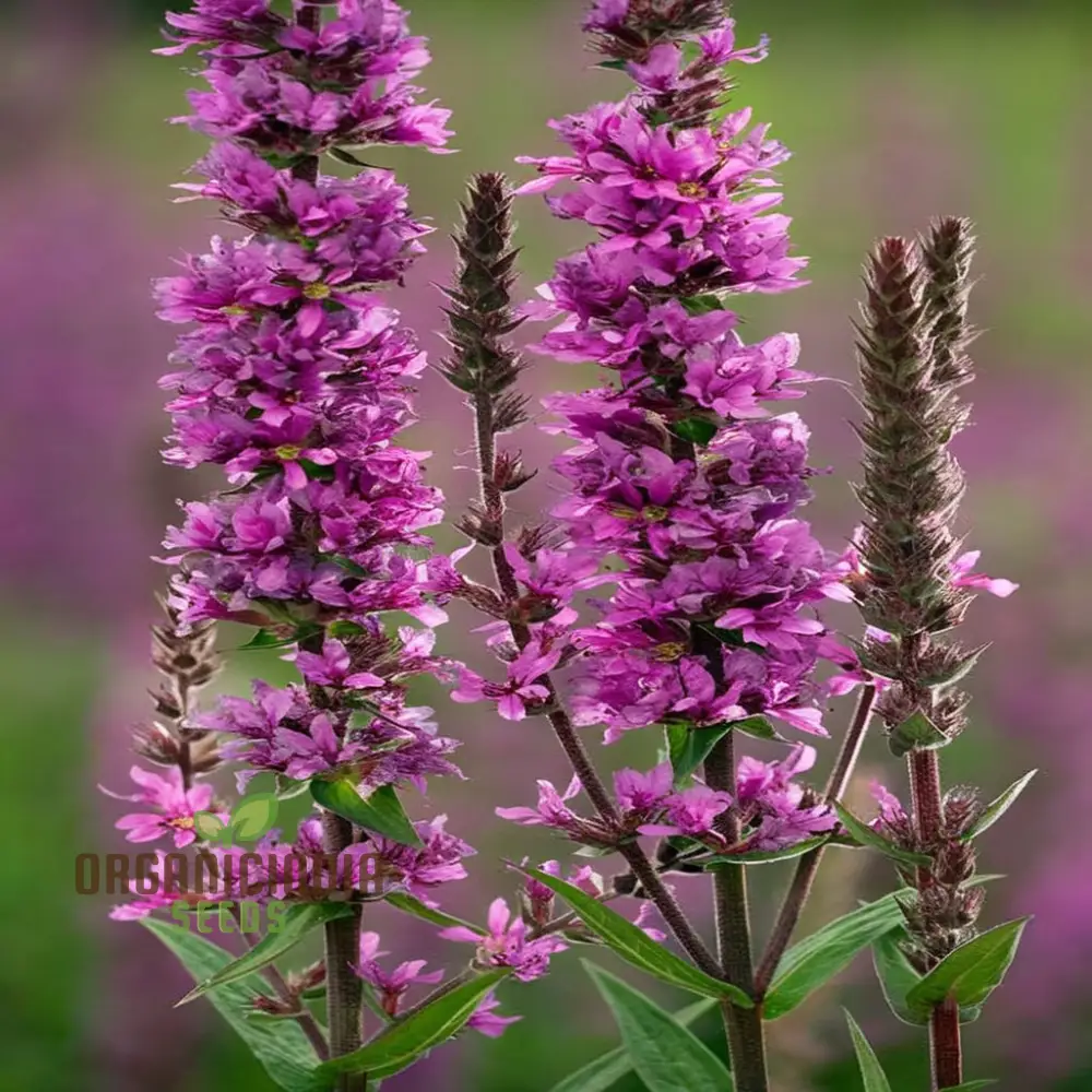 Purple Loosestrife Flower Seeds - Graceful Blooms for Charming Wetland Gardens - Image 4