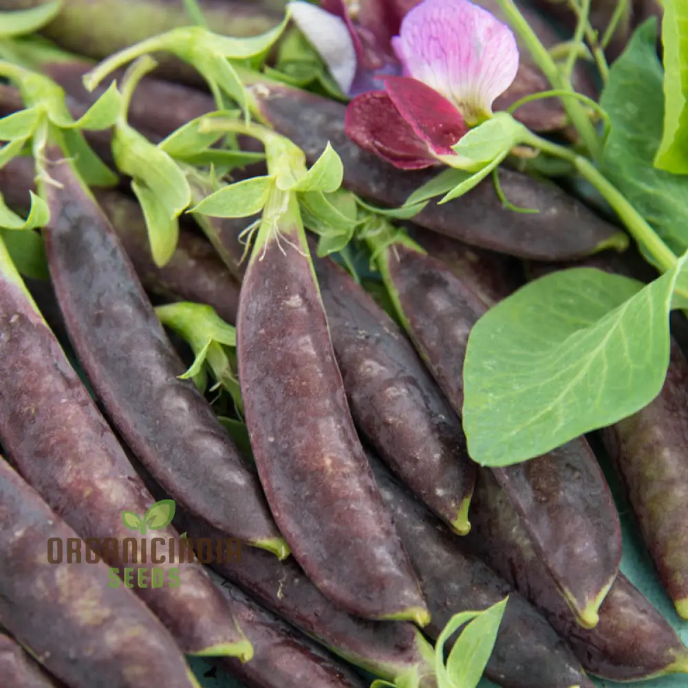 Purple Magnolia Sugar Snap Pea Seeds, Heirloom Vegetable Seeds for Home Gardening, Easy to Growing planting