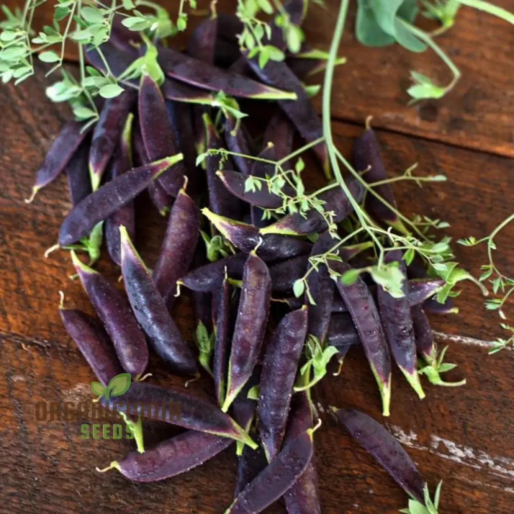 Purple Magnolia Sugar Snap Pea Seeds, Heirloom Vegetable Seeds for Home Gardening, Easy to Growing planting - Image 3