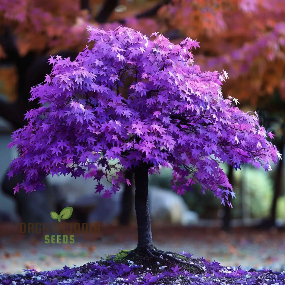 Purple Maple Bonsai Tree Seeds for Planting Elevate Your Gardening Experience with a Stunning Addition to Your Green Space