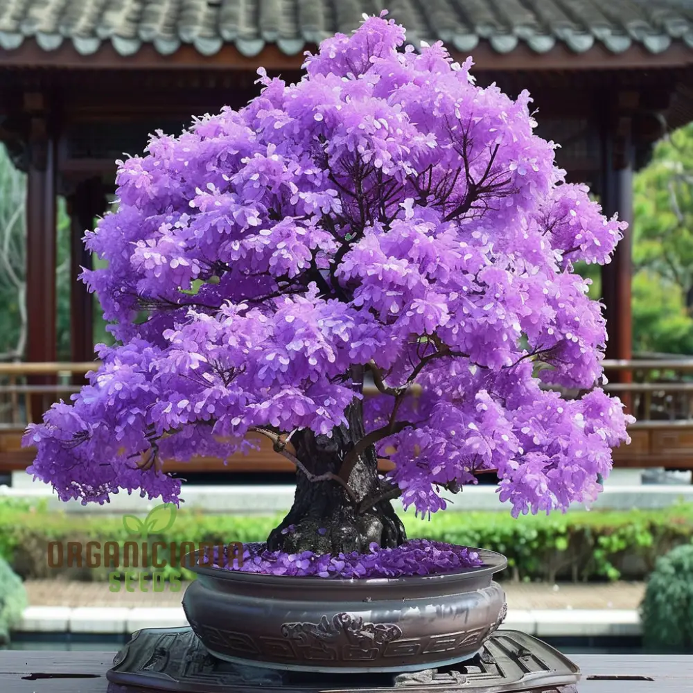 Purple Maple Bonsai Tree Seeds for Planting Elevate Your Gardening Experience with a Stunning Addition to Your Green Space - Image 3