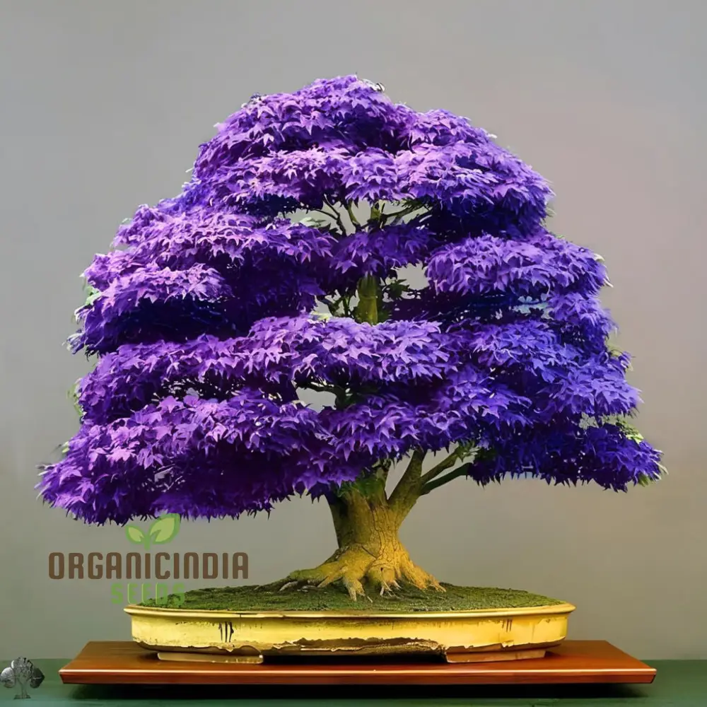 Purple Maple Bonsai Tree Seeds for Planting Elevate Your Gardening Experience with a Stunning Addition to Your Green Space - Image 4